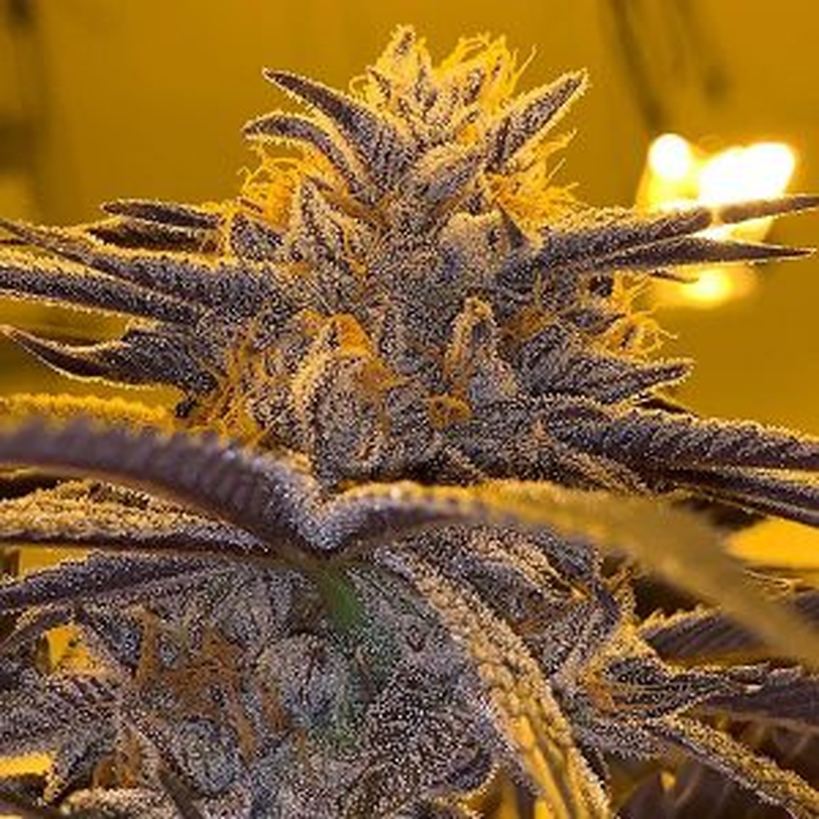 Mint Chocolate Chip Leafly